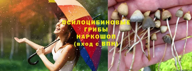 купить наркотики сайты  Избербаш  Галлюциногенные грибы Psilocybe 